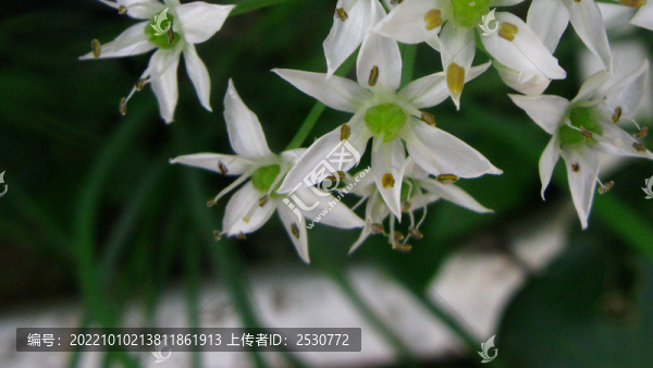 韭菜花