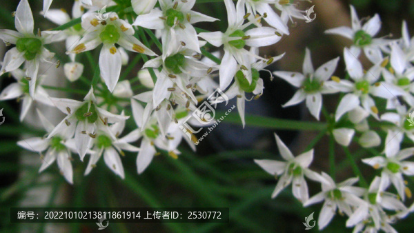韭菜花
