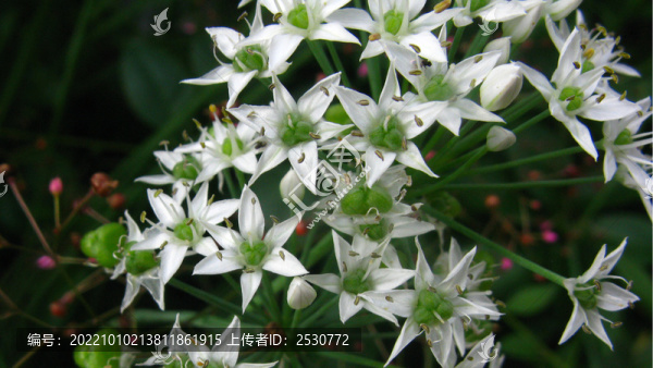 韭菜花