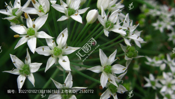 韭菜花