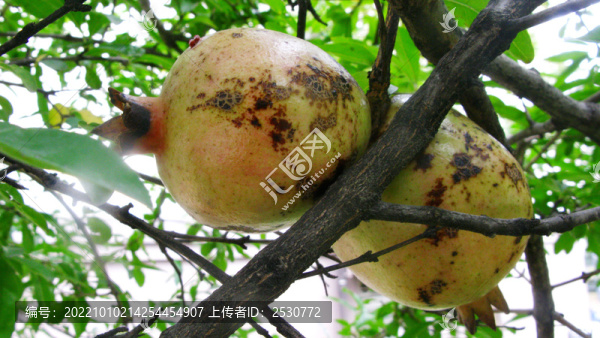 石榴