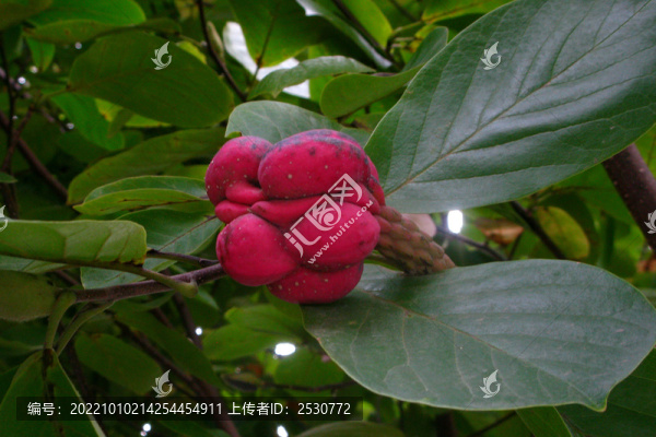 玉蘭果