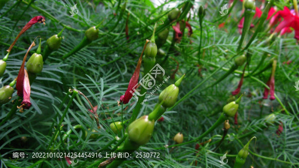 蔦蘿松