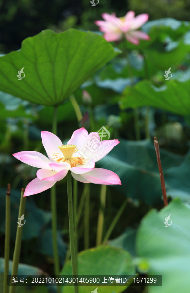 荷花