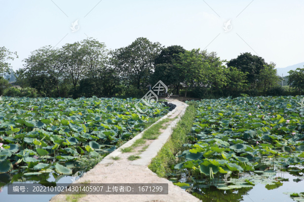 荷花塘