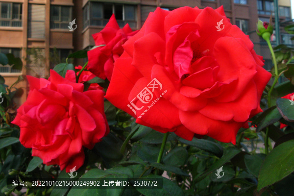 月季花