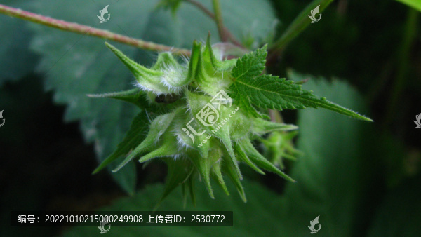 葎草