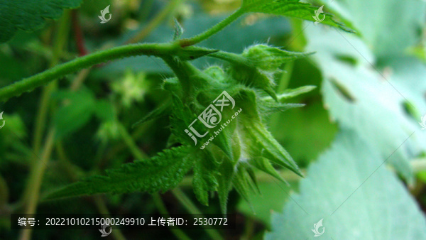 葎草