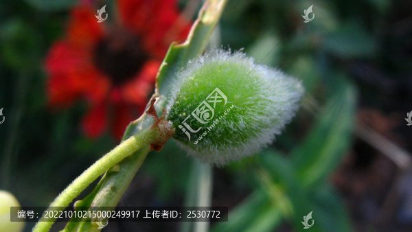 鳳仙花