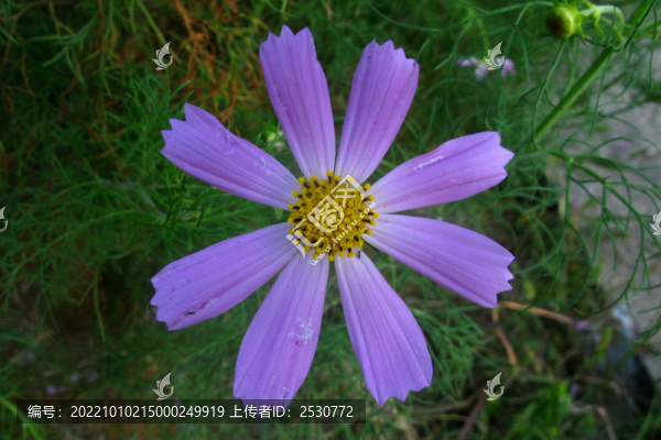 秋英