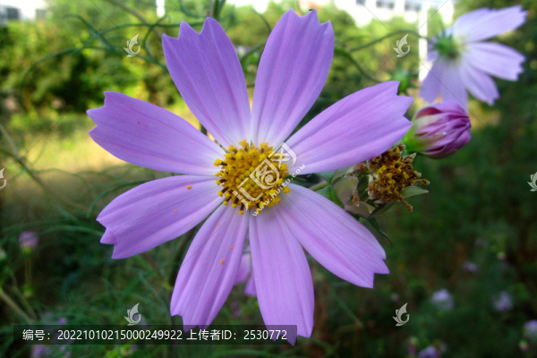 秋英