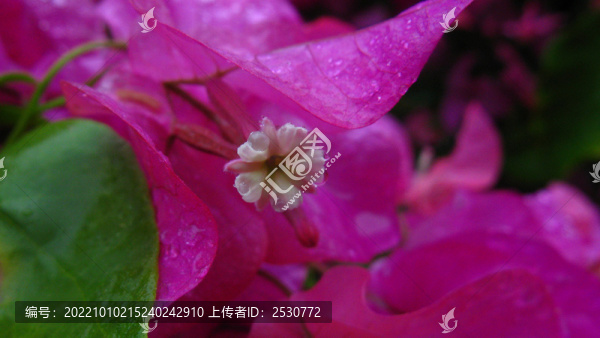 葉子花