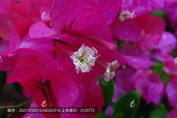 葉子花