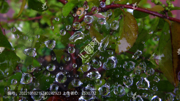 蛛網(wǎng)上雨滴