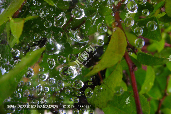 蛛網(wǎng)上雨滴