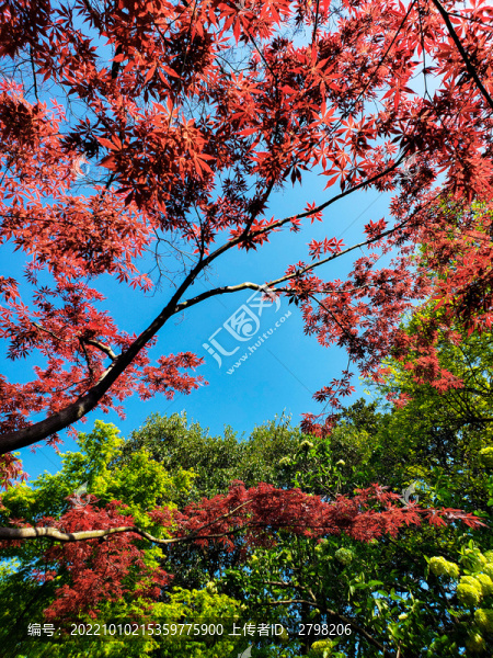 晴空下的綠蔭紅葉