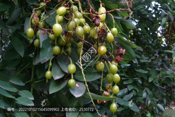 槐樹果