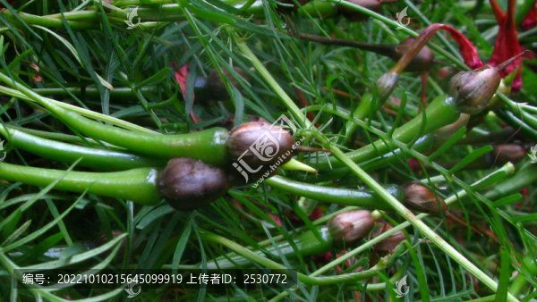 蔦蘿松