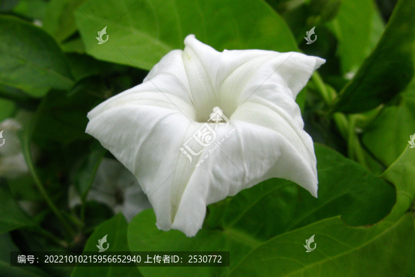 蕹菜