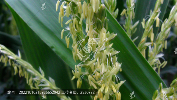 玉米