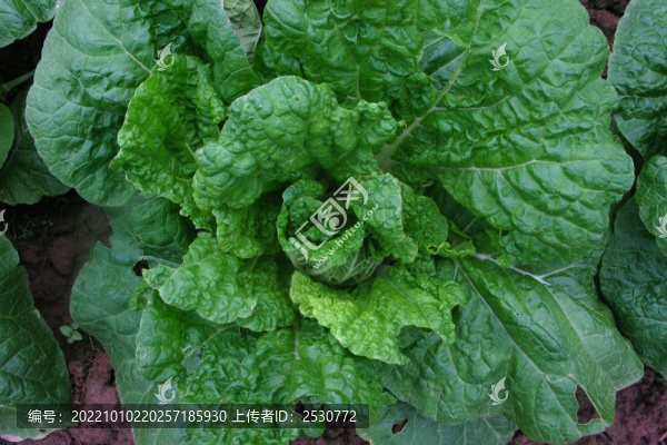 大包菜