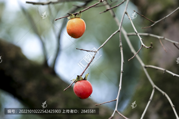 采摘柿子