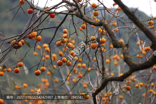 采摘柿子