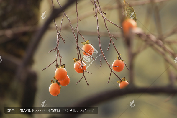 采摘柿子