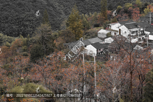 采摘柿子