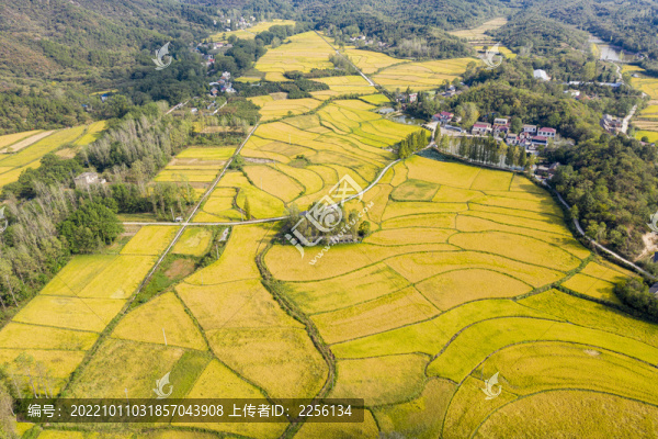 美麗鄉(xiāng)村稻田