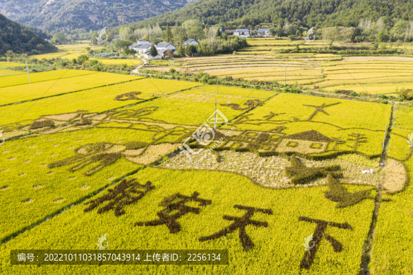 彩繪稻田