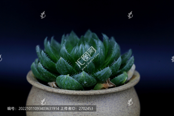 多肉