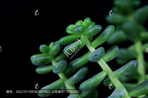 多肉植物