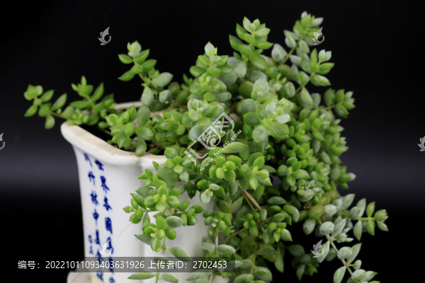 多肉植物