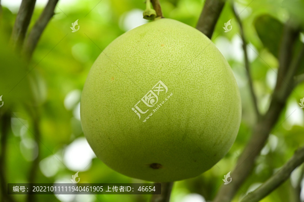 柚子