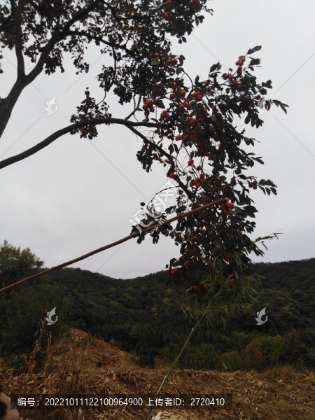 柿子樹(shù)