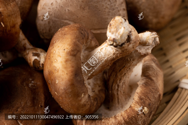 香菇