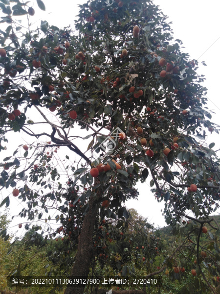 柿子樹(shù)