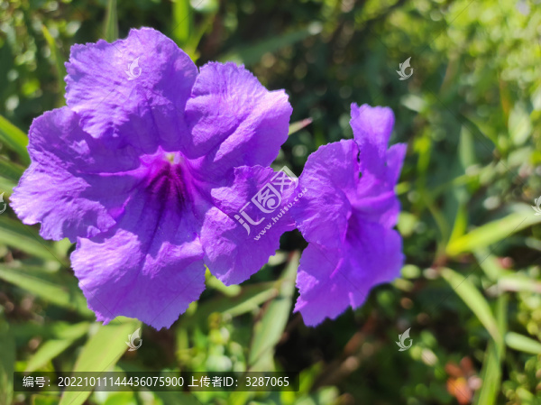 藍(lán)色的花