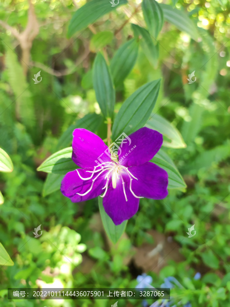 花兒