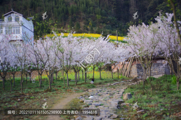 鄉(xiāng)村