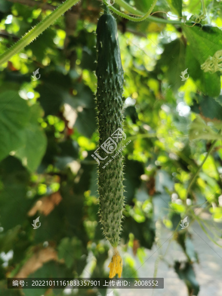 帶花的黃瓜