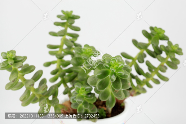多肉植物