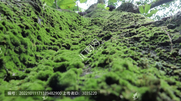 樹木微場(chǎng)景背景