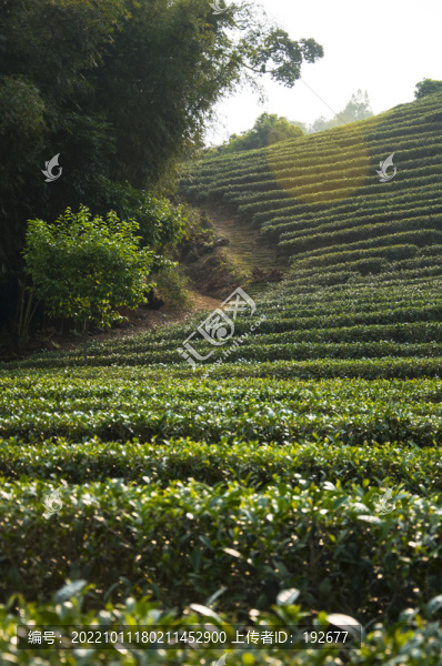 茶園