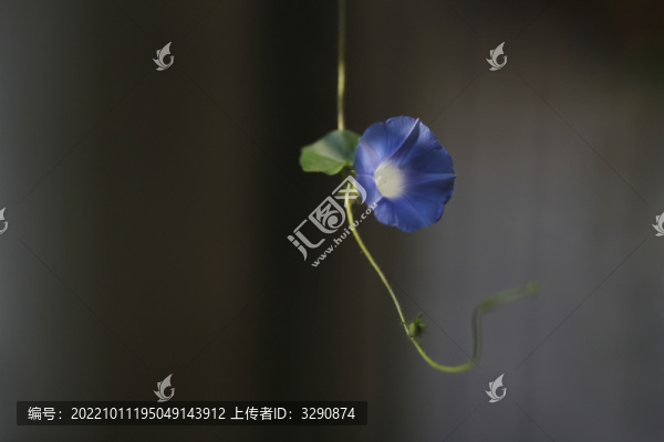 一朵藍(lán)色的牽牛花