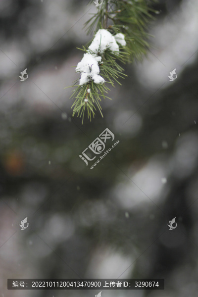 冬天葉子上殘留的積雪