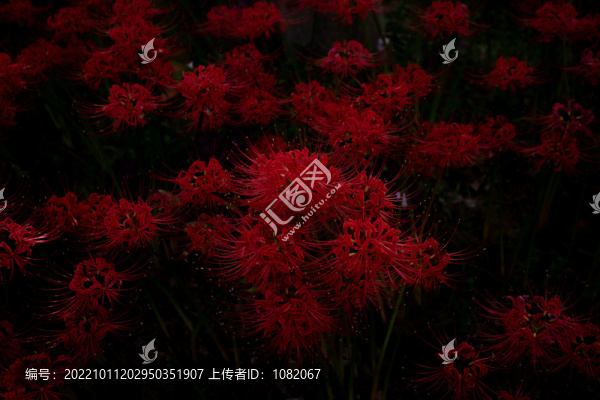 彼岸花