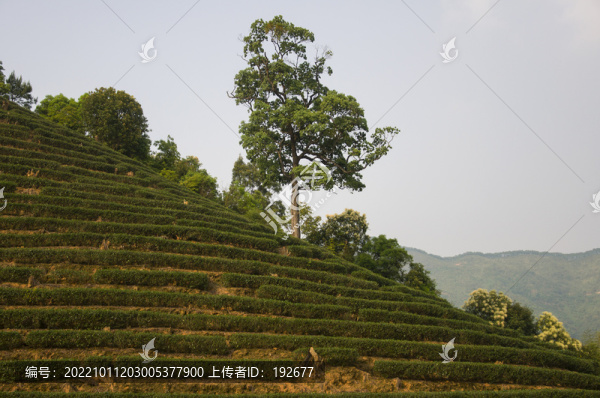 茶園