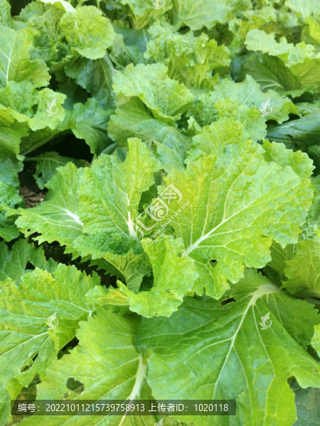 白菜